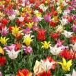 zahrada tulipn